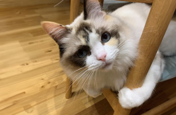 膝にちょこんと座ってくれる飼い猫が癒し。